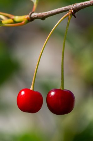 Вишня Неспелая вишня