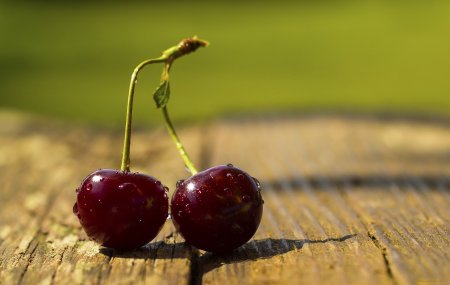 Вишня Уральская Черешенка