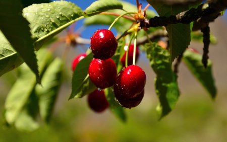 Дикая вишня Лесная