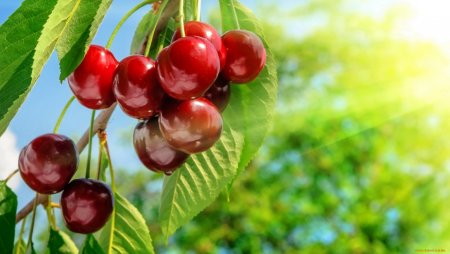 Вишня Максимовская дерево