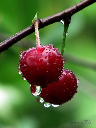 Вишня крупная