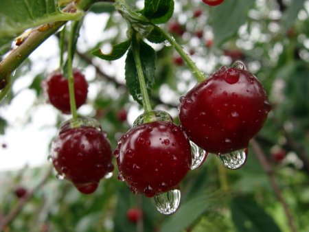 Вишня гриот Мелитопольский