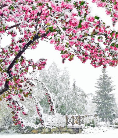 Весна в заснеженном саду