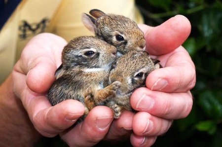 Маленькие животные