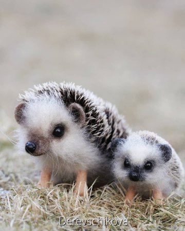 Детеныши животных