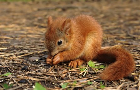 Белка Бельчонок бельчата
