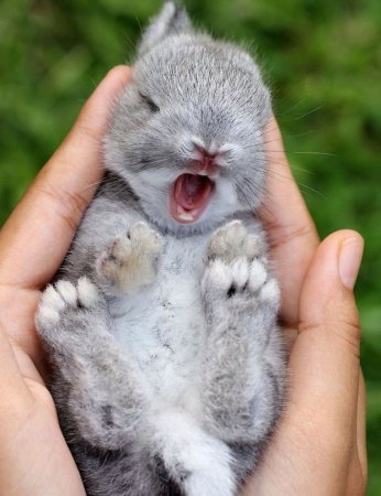 Маленькие кролики