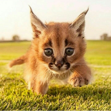 Котята породы каракал