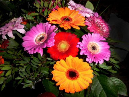 Яркие крупные цветы