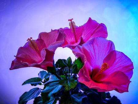 Гибискус Гармония