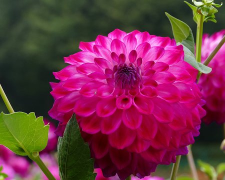 Орхидеевидные георгины