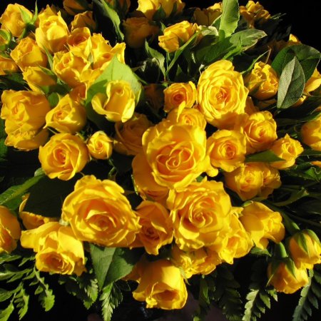 Роза флорибунда сфинкс