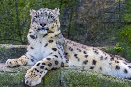 - Снежный Барс (Panthera uncia