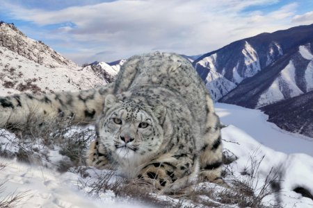 Тебердинский заповедник снежный Барс