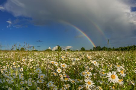 Ромашковое поле Россия