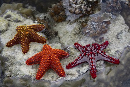 Морская звезда Lunckia Columbiae