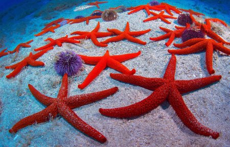Разноцветные морские звезды