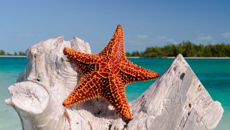 Морские звезды в Варадеро