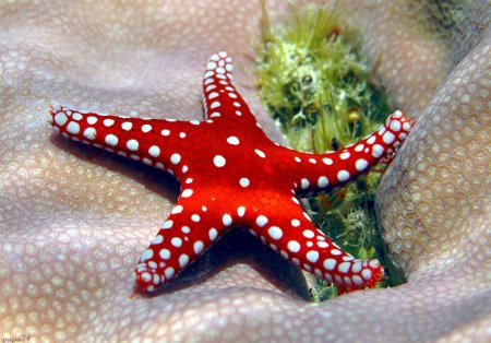 Шестиконечная морская звезда