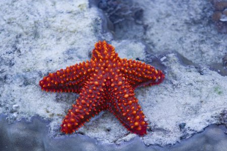 Шестиконечная морская звезда