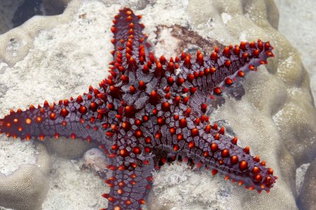 Шестилучевая морская звезда