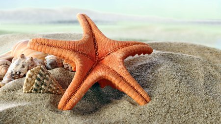 Морская звезда - Starfish