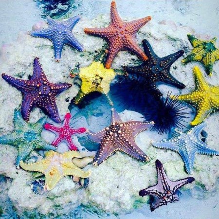 Занзибар морские звезды