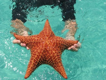 Пляж морских звезд — бока дель Драго