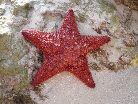 Астерия Амурская морская звезда