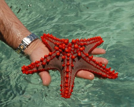 Иглокожие морские звезды
