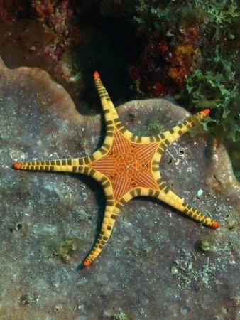 Иглокожие морские звезды