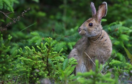 Заяц Беляк в тайге
