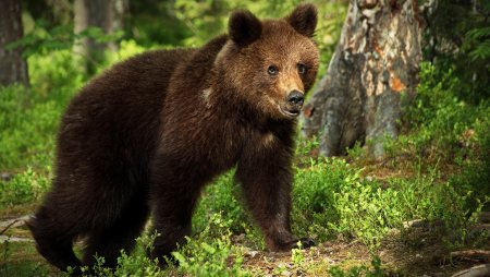 Бурый медведь Кемеровской области