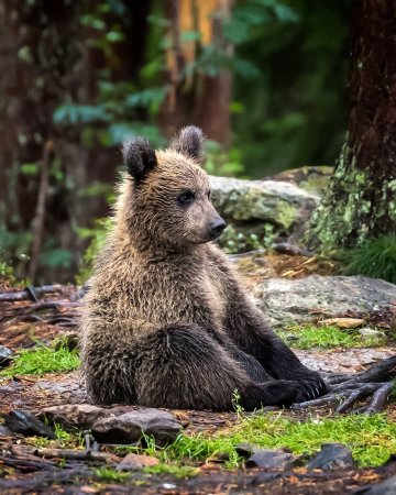 Лесные звери