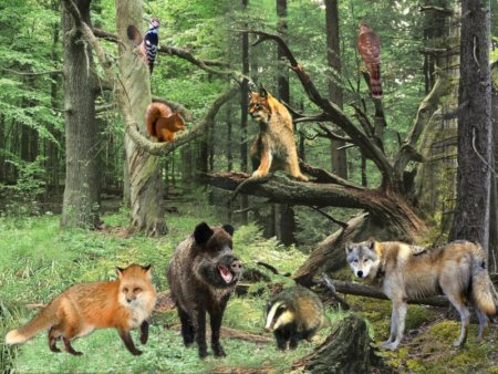 Лес и его обитатели