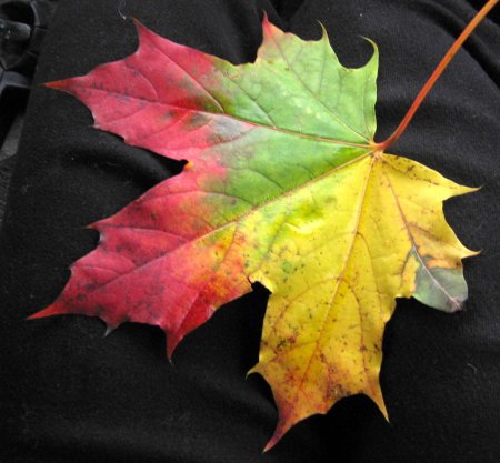 Осенний кленовый лист