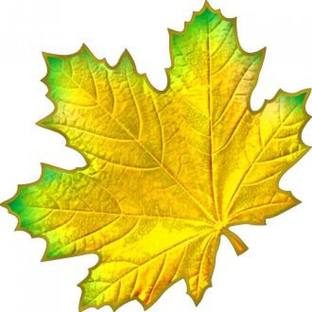 Кленовый лист