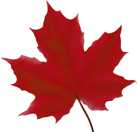 Клен Red Maple Leaf