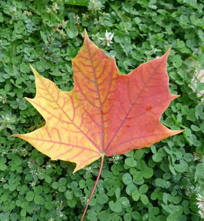 Кленовый лист