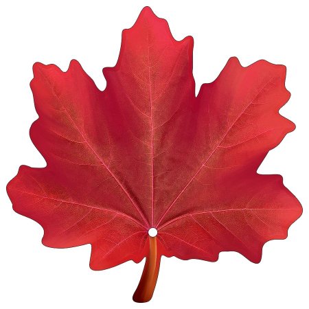 Клен с красными листьями