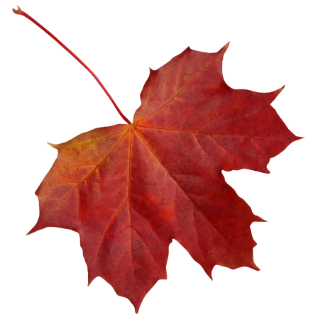 Осенний кленовый лист