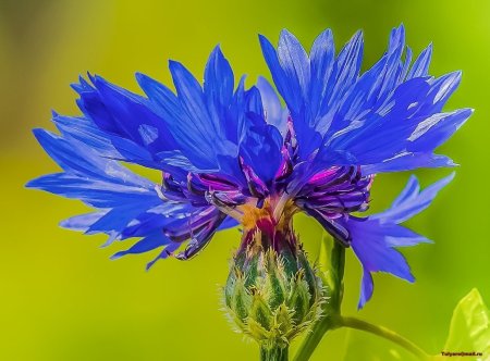 Василек синий Корнфловер