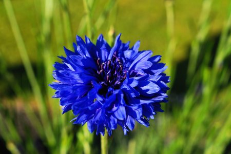 Василек полевой Centaurea cyanus