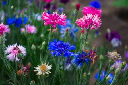 Лиловые Волошки