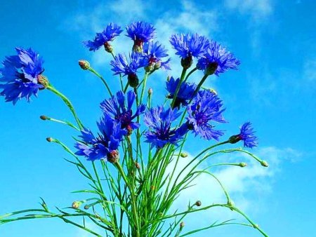 Василек синий "Блауэр Юнге"