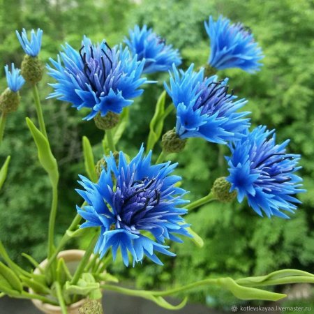 Blue Diadem Василек