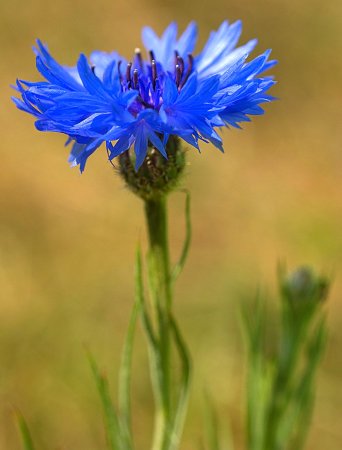 Василёк ложнопятнистый