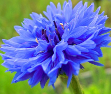 Василек полевой