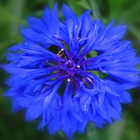 Голубой цветок Василек