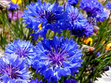 Василек горный грандифлора